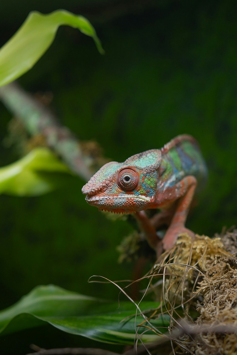 Panther Chameleon